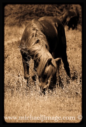 "wild horse mane"
verde river, rio verde, az.